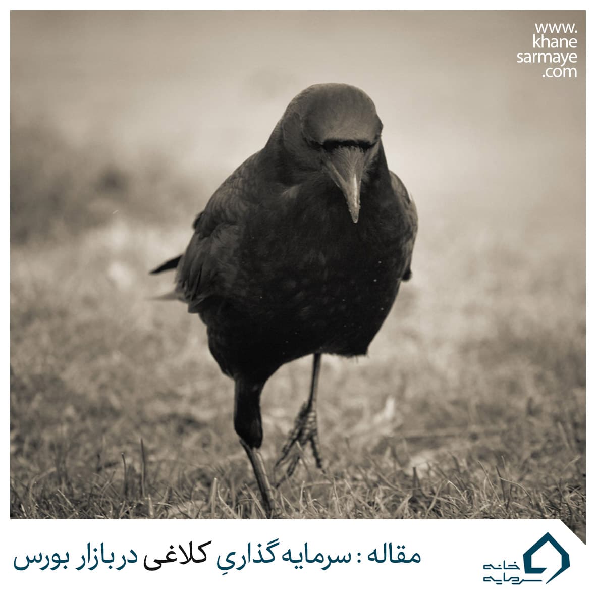 %d9%85%d9%82%d8%a7%d9%84%d9%87-%da%a9%d9%84%d8%a7%d8%ba%db%8c سرمایه گذاری کلاغی در بازار بورس