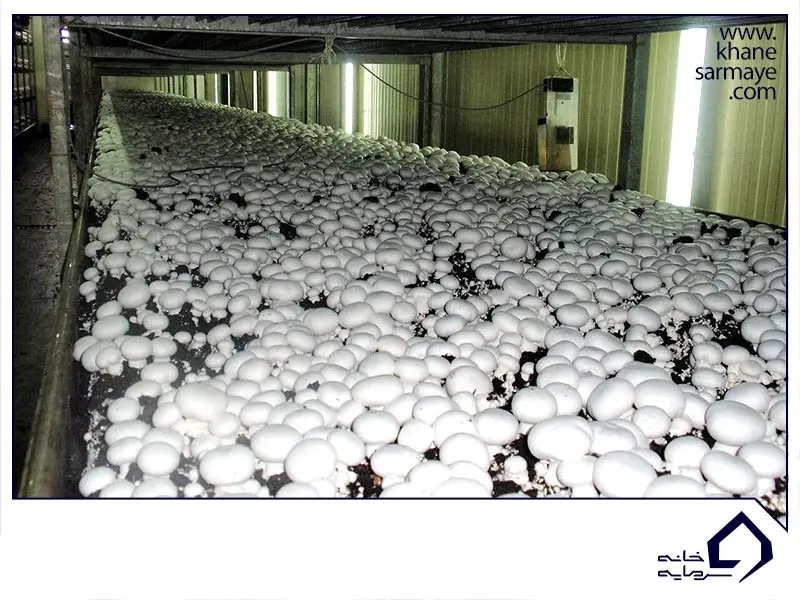 کسب و کار کسب و کار